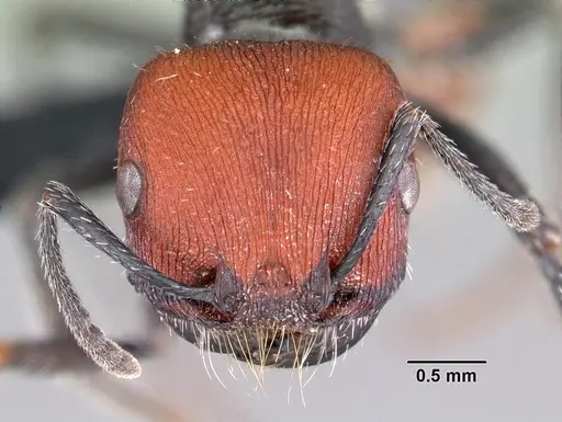 Pogonomyrmex propinquus specimen CASENT0102689 image casent0102689_2