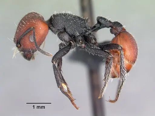 Pogonomyrmex propinquus specimen CASENT0102689 image casent0102689_3