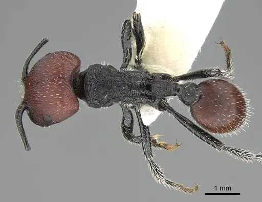 Pogonomyrmex propinquus specimen CASENT0922160 image casent0922160_1