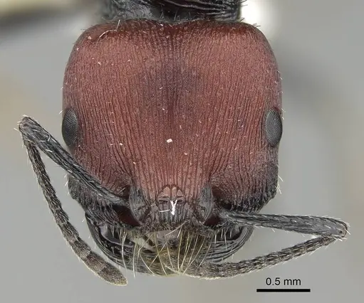 Pogonomyrmex propinquus specimen CASENT0922160 image casent0922160_3