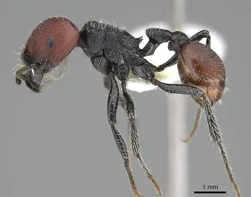 Pogonomyrmex propinquus specimen CASENT0922160 image casent0922160_4