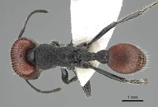 Pogonomyrmex propinquus specimen CASENT0922161 image casent0922161_1