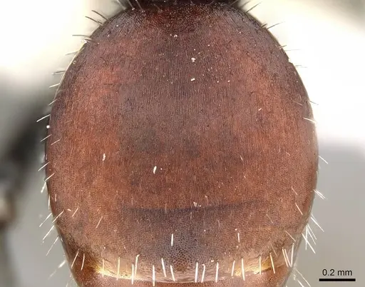 Pogonomyrmex propinquus specimen CASENT0922161 image casent0922161_2