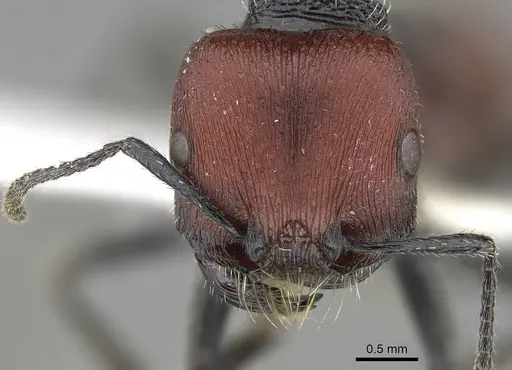 Pogonomyrmex propinquus specimen CASENT0922161 image casent0922161_3