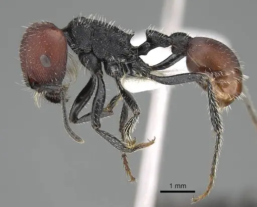 Pogonomyrmex propinquus specimen CASENT0922161 image casent0922161_4
