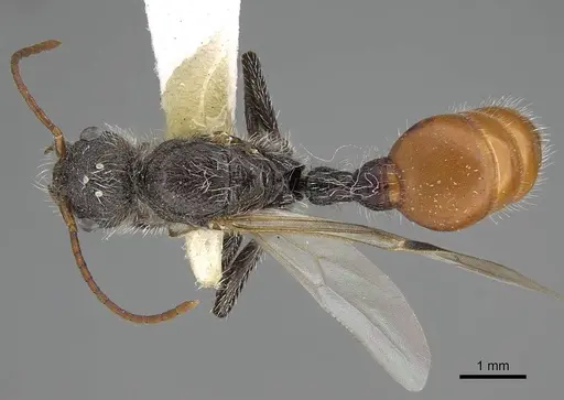 Pogonomyrmex propinquus specimen CASENT0922460 image casent0922460_1