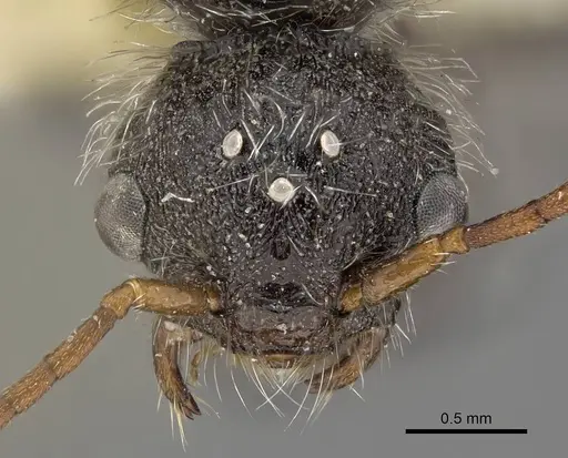 Pogonomyrmex propinquus specimen CASENT0922460 image casent0922460_2