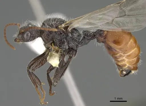 Pogonomyrmex propinquus specimen CASENT0922460 image casent0922460_3