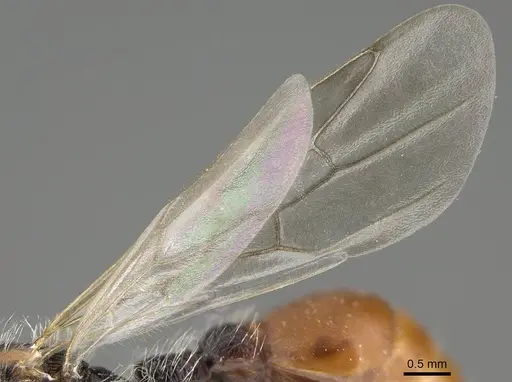 Pogonomyrmex propinquus specimen CASENT0922460 image casent0922460_4