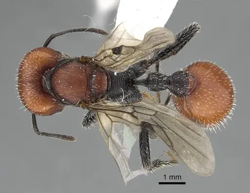 Pogonomyrmex propinquus specimen CASENT0922465 image casent0922465_1