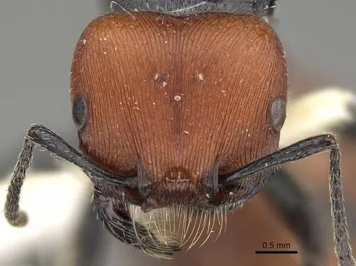 Pogonomyrmex propinquus specimen CASENT0922465 image casent0922465_2