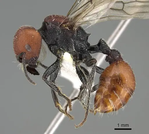 Pogonomyrmex propinquus specimen CASENT0922465 image casent0922465_3