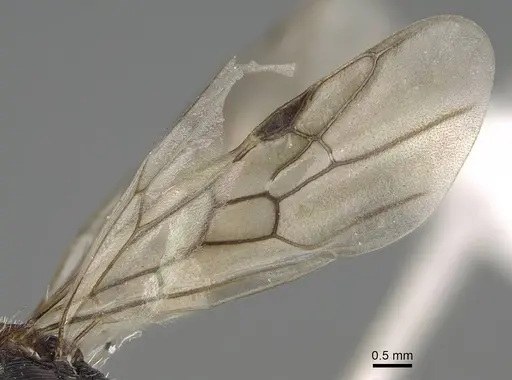 Pogonomyrmex propinquus specimen CASENT0922465 image casent0922465_4