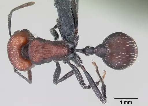 Pogonomyrmex pulchellus specimen CASENT0103260 image casent0103260_1