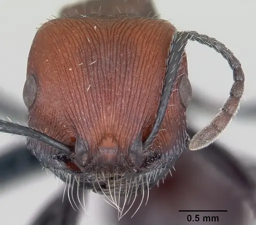 Pogonomyrmex pulchellus specimen CASENT0103260 image casent0103260_2