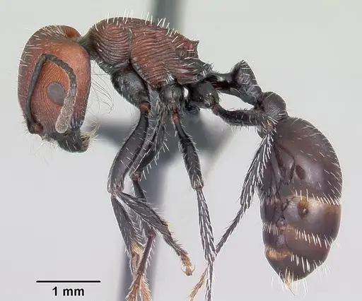 Pogonomyrmex pulchellus specimen CASENT0103260 image casent0103260_3