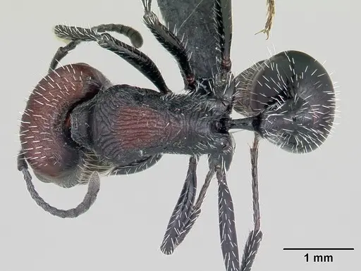 Pogonomyrmex pulchellus specimen CASENT0103266 image casent0103266_1