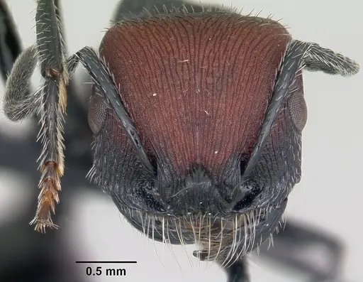 Pogonomyrmex pulchellus specimen CASENT0103266 image casent0103266_2