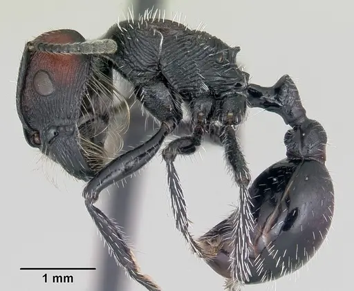 Pogonomyrmex pulchellus specimen CASENT0103266 image casent0103266_3