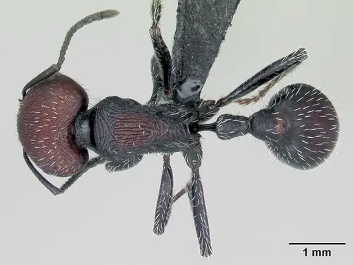 Pogonomyrmex pulchellus specimen CASENT0172690 image casent0172690_1
