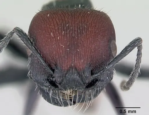 Pogonomyrmex pulchellus specimen CASENT0172690 image casent0172690_2