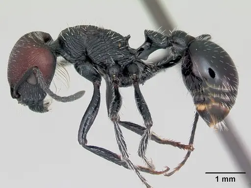Pogonomyrmex pulchellus specimen CASENT0172690 image casent0172690_3