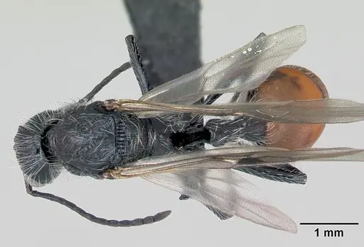 Pogonomyrmex pulchellus specimen CASENT0172691 image casent0172691_1