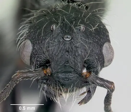 Pogonomyrmex pulchellus specimen CASENT0172691 image casent0172691_2