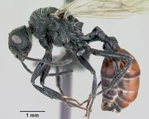 Pogonomyrmex pulchellus specimen CASENT0172691 image casent0172691_3