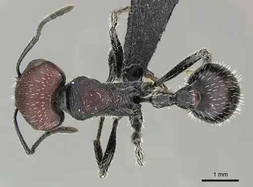Pogonomyrmex pulchellus specimen CASENT0172692 image casent0172692_1
