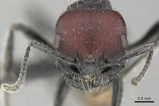 Pogonomyrmex pulchellus specimen CASENT0172692 image casent0172692_2