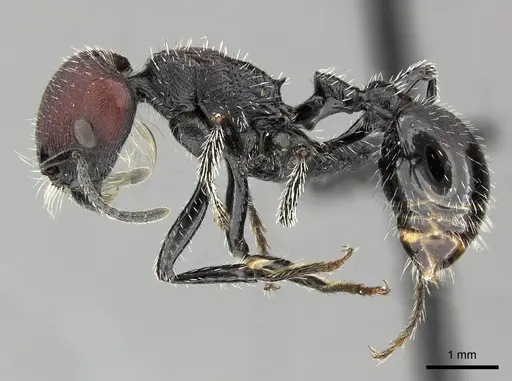 Pogonomyrmex pulchellus specimen CASENT0172692 image casent0172692_3