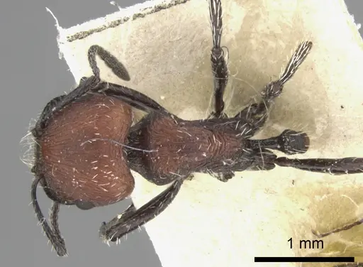 Pogonomyrmex pulchellus specimen CASENT0235272 image casent0235272_1