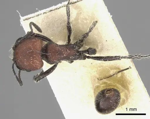 Pogonomyrmex pulchellus specimen CASENT0235272 image casent0235272_2