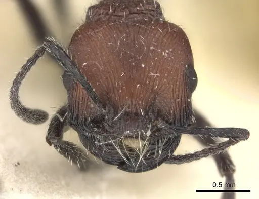 Pogonomyrmex pulchellus specimen CASENT0235272 image casent0235272_3