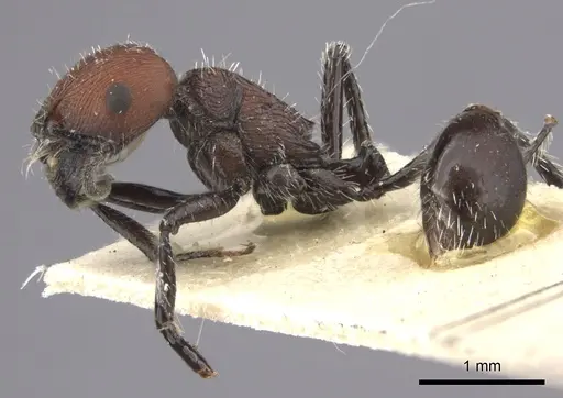Pogonomyrmex pulchellus specimen CASENT0235272 image casent0235272_4
