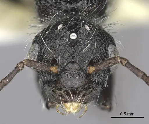 Pogonomyrmex pulchellus specimen CASENT0249050 image casent0249050_2