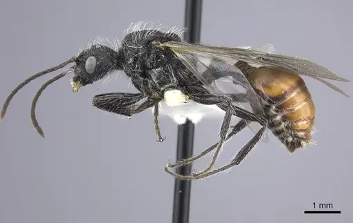 Pogonomyrmex pulchellus specimen CASENT0249050 image casent0249050_3