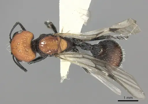 Pogonomyrmex pulchellus specimen CASENT0249053 image casent0249053_1