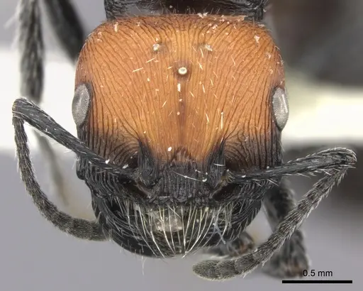 Pogonomyrmex pulchellus specimen CASENT0249053 image casent0249053_2