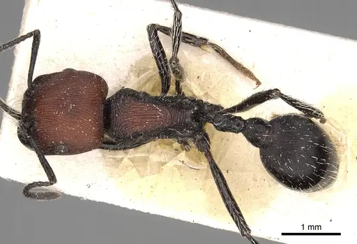 Pogonomyrmex pulchellus specimen CASENT0281097 image casent0281097_1