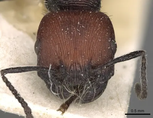 Pogonomyrmex pulchellus specimen CASENT0281097 image casent0281097_2