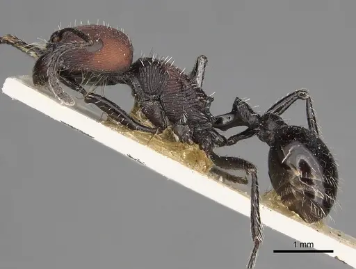 Pogonomyrmex pulchellus specimen CASENT0281097 image casent0281097_3