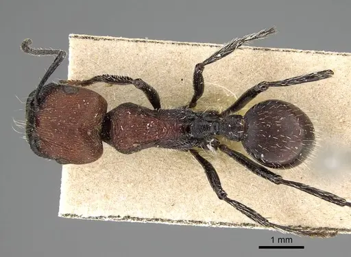 Pogonomyrmex pulchellus specimen CASENT0922475 image casent0922475_1