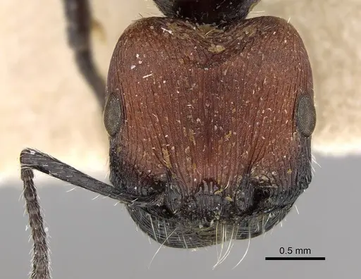 Pogonomyrmex pulchellus specimen CASENT0922475 image casent0922475_2