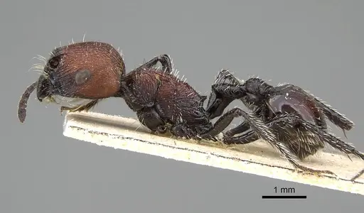 Pogonomyrmex pulchellus specimen CASENT0922475 image casent0922475_3