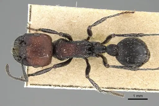 Pogonomyrmex pulchellus specimen CASENT0922482 image casent0922482_1