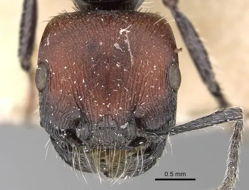 Pogonomyrmex pulchellus specimen CASENT0922482 image casent0922482_2