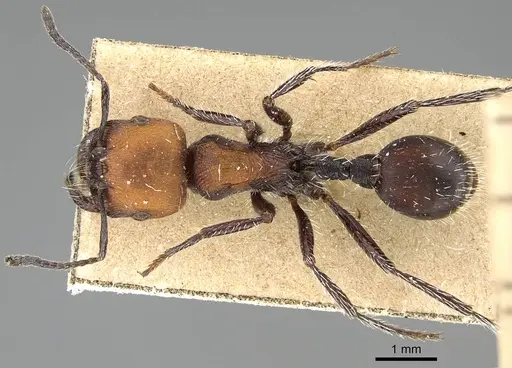 Pogonomyrmex pulchellus specimen CASENT0922483 image casent0922483_1