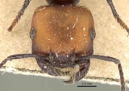 Pogonomyrmex pulchellus specimen CASENT0922483 image casent0922483_2